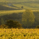 F68.Vignoble de Bergheim           vineyard near Bergheim
