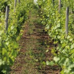 F68.Rang de vigne/vineyard